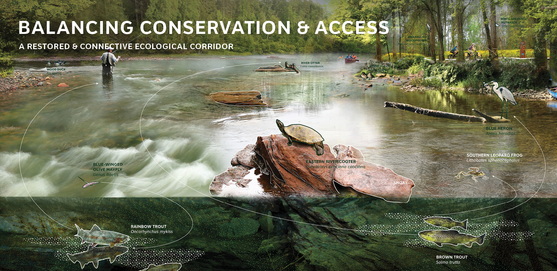 Balancing Conservation & Access