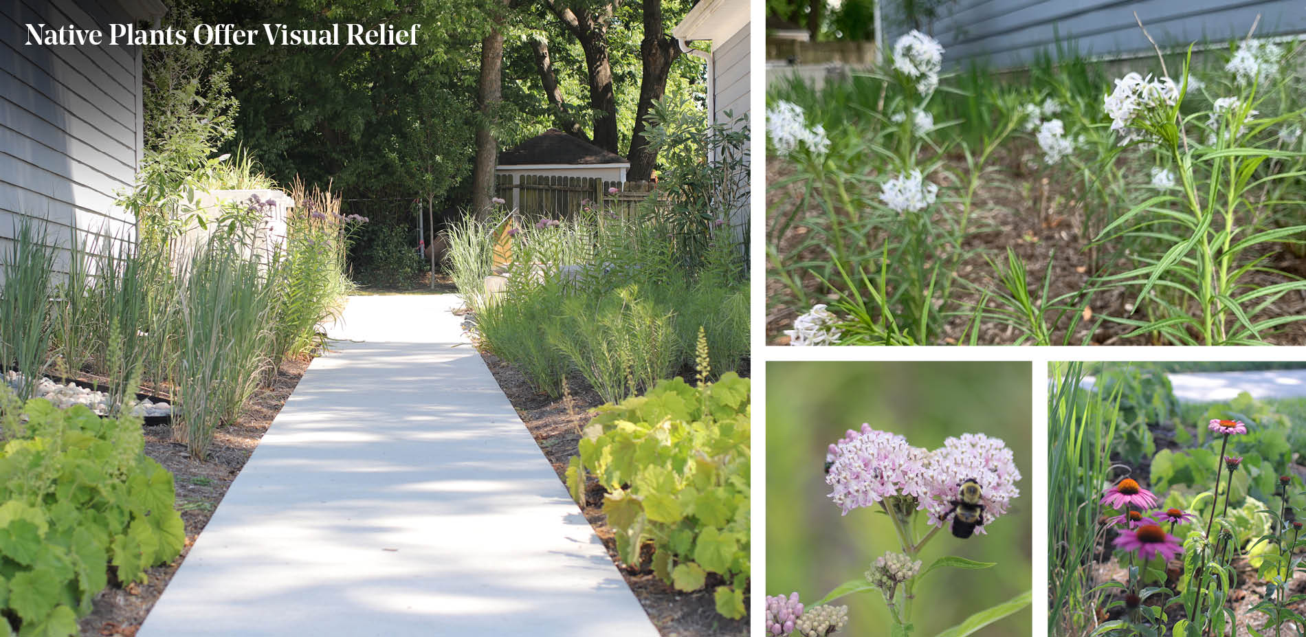 Native Plants Offer Visual Relief