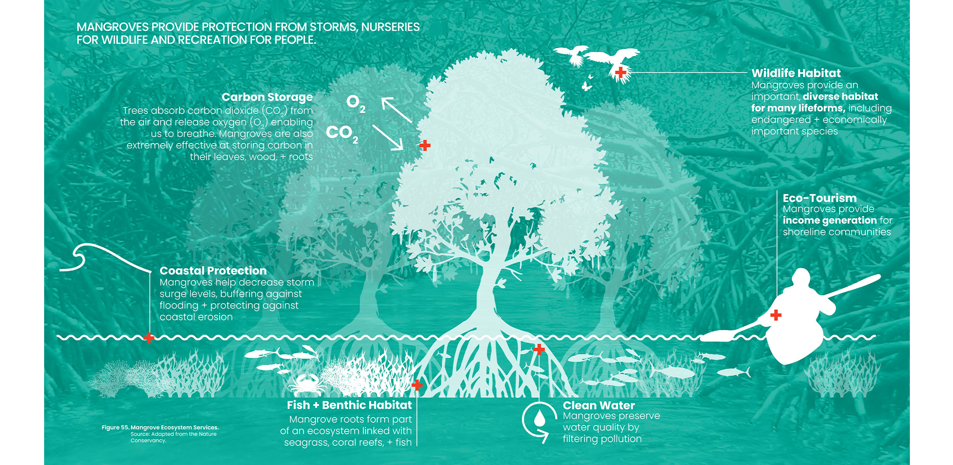 Ecosystem Services of Mangroves